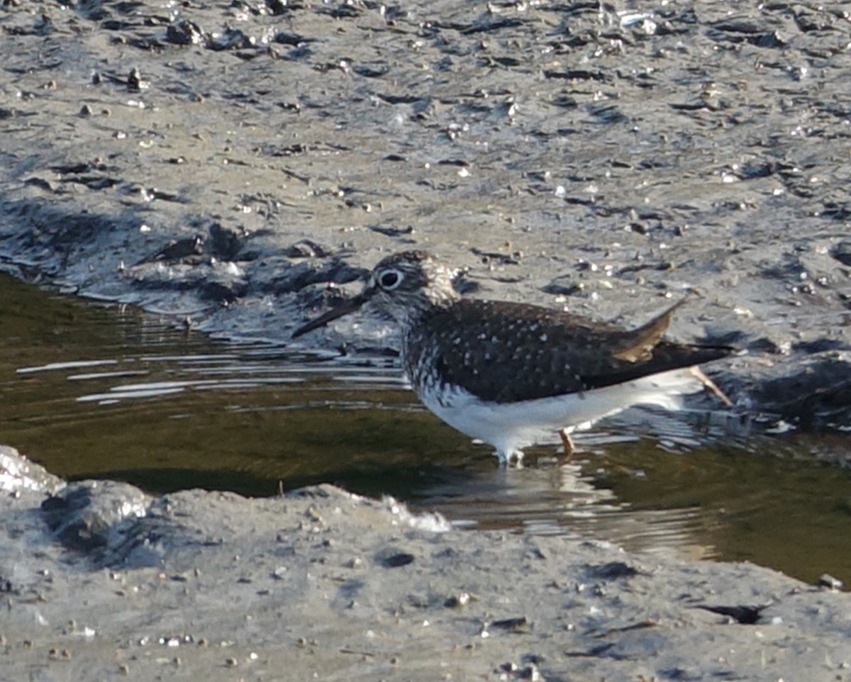 Solitary Sandpiper - ML570823461