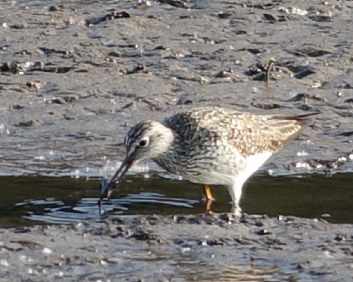 Lesser Yellowlegs - ML570823611