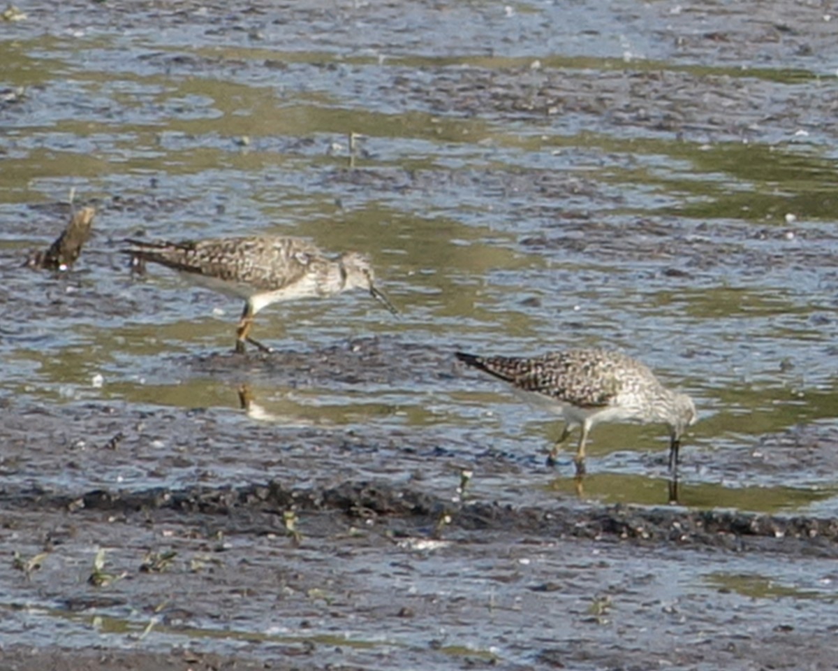 Lesser Yellowlegs - ML570823631