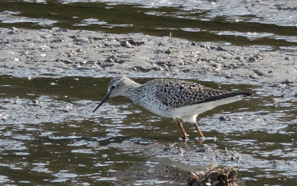 Lesser Yellowlegs - ML570823641