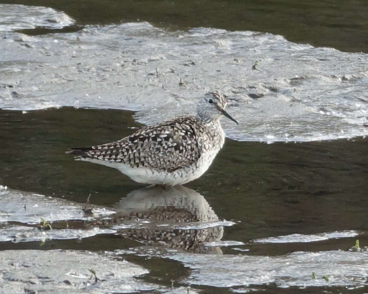 Lesser Yellowlegs - ML570823651