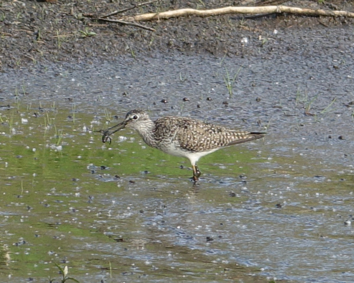 Lesser Yellowlegs - ML570823671