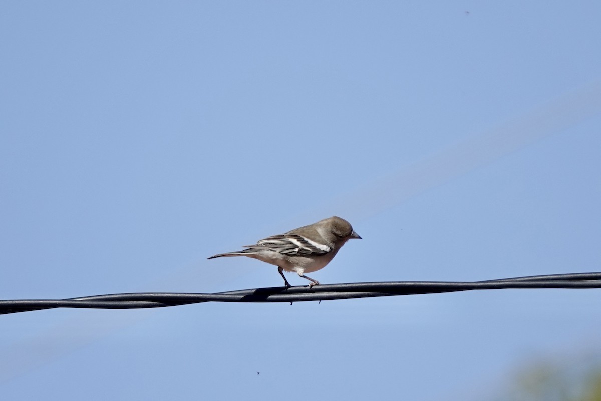 Common/African Chaffinch - ML570824011