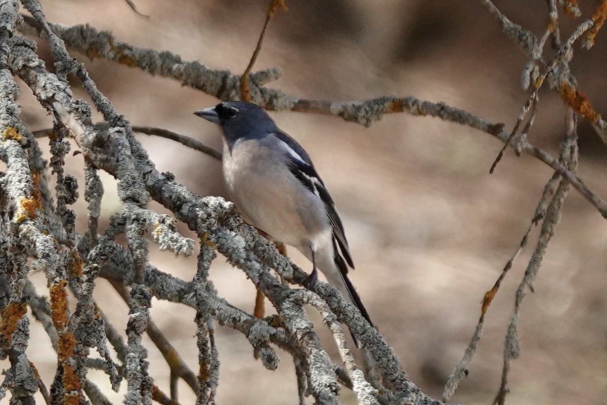 Common/African Chaffinch - ML570824021