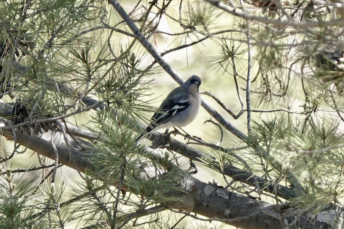 Common/African Chaffinch - Bob Greenleaf