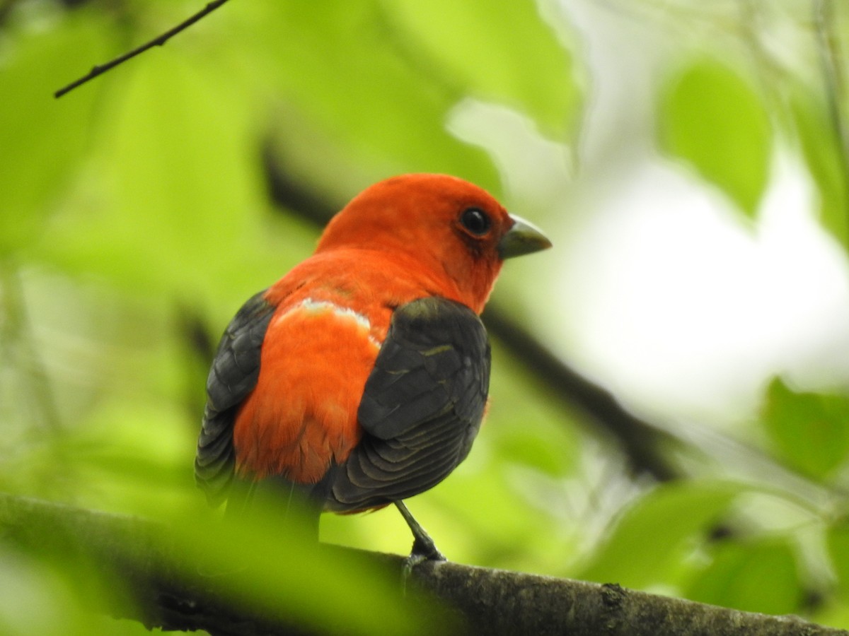 Scarlet Tanager - ML570824391