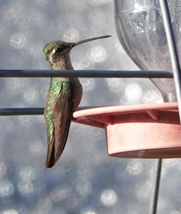 Colibrí Magnífico - ML570824721