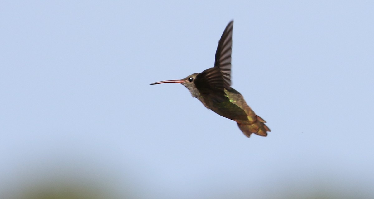Buff-bellied Hummingbird - Michael Woodruff