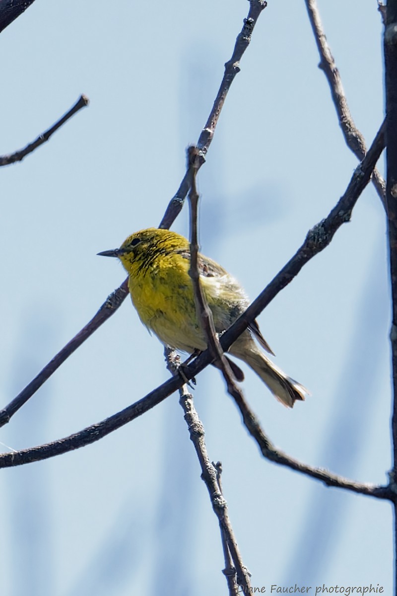 Pine Warbler - ML570826831