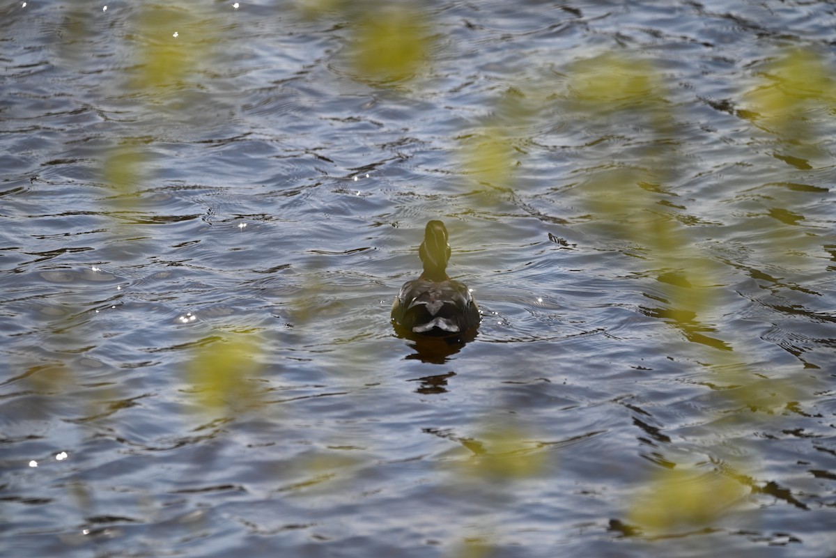 Wood Duck - ML570827151