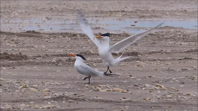 Royal Tern - ML570827511