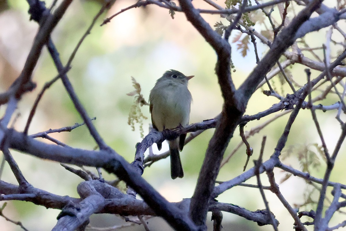 Western Flycatcher (Cordilleran) - ML570827901