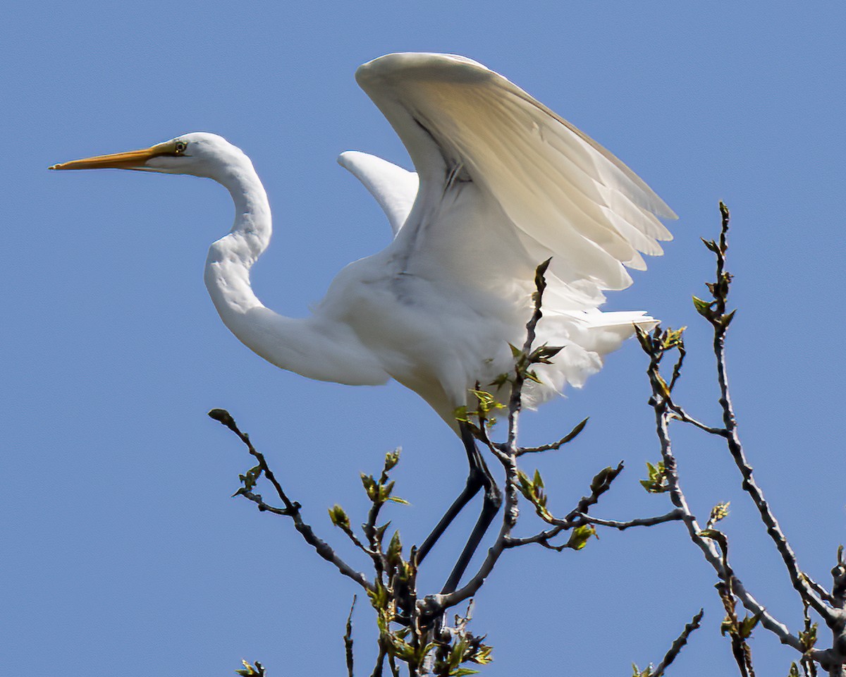 Great Egret - ML570828381