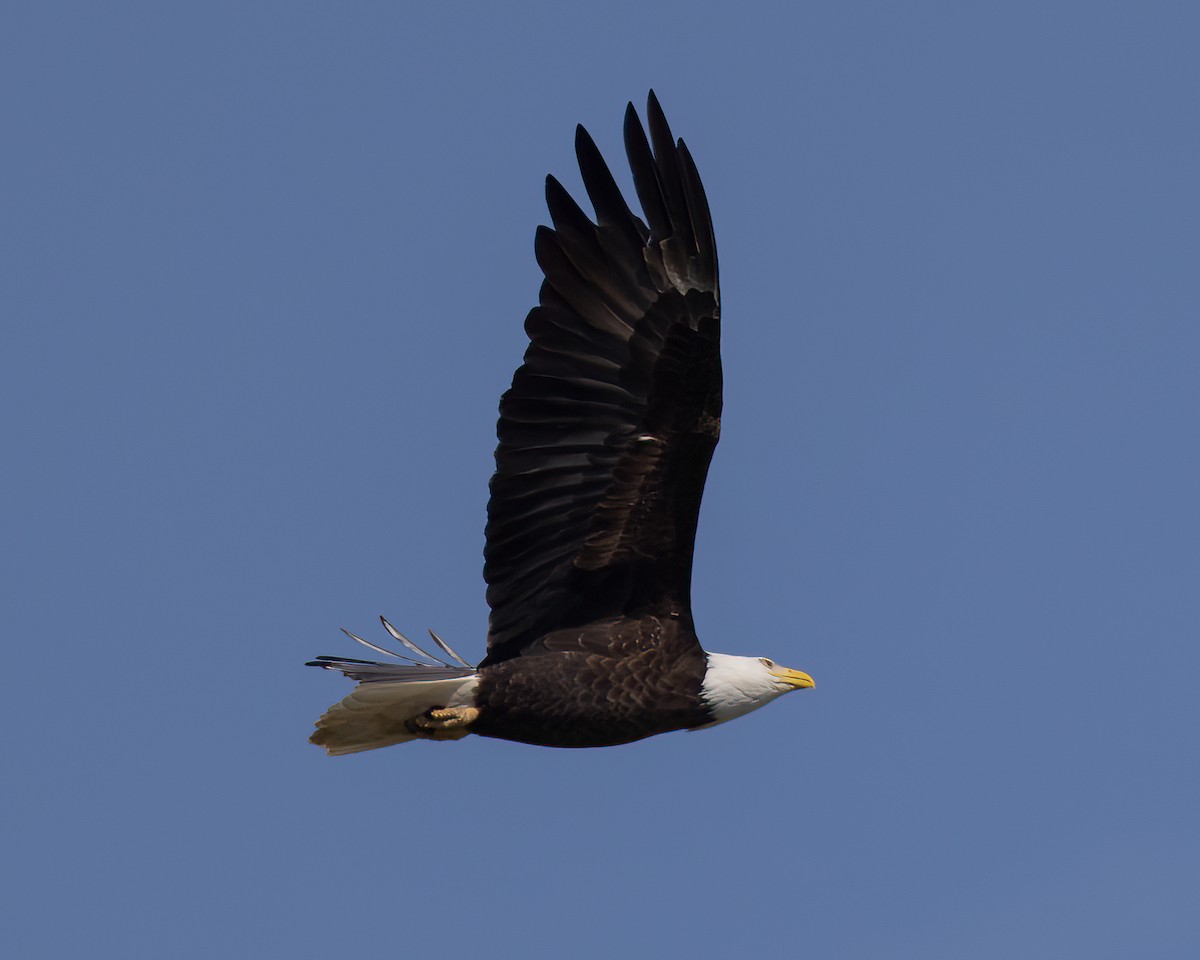 Bald Eagle - ML570828571