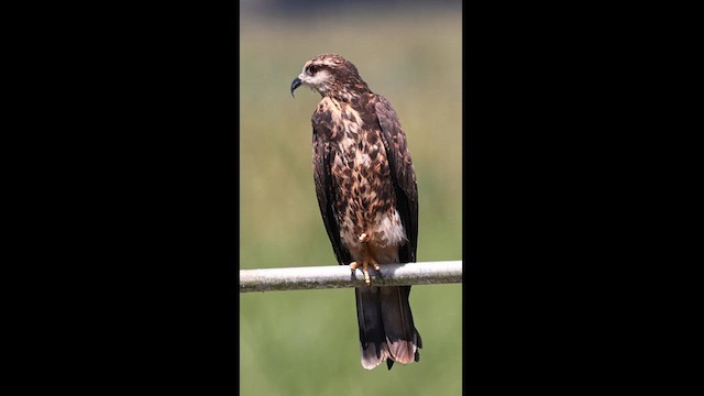 Snail Kite - ML570828581