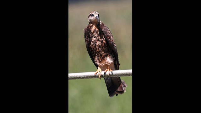 Snail Kite - ML570828591