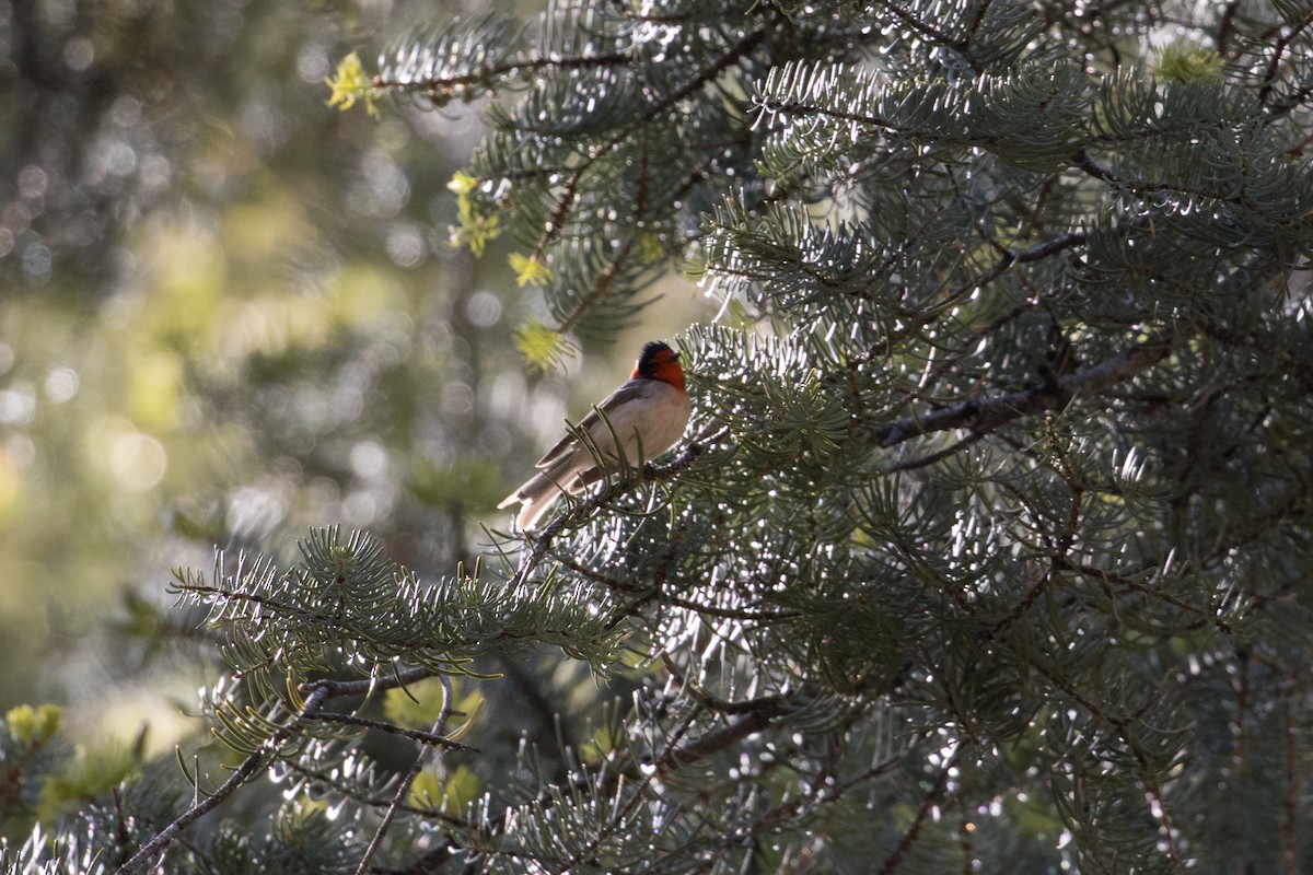 Red-faced Warbler - ML570828611