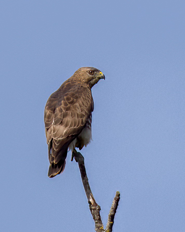 Broad-winged Hawk - ML570828621