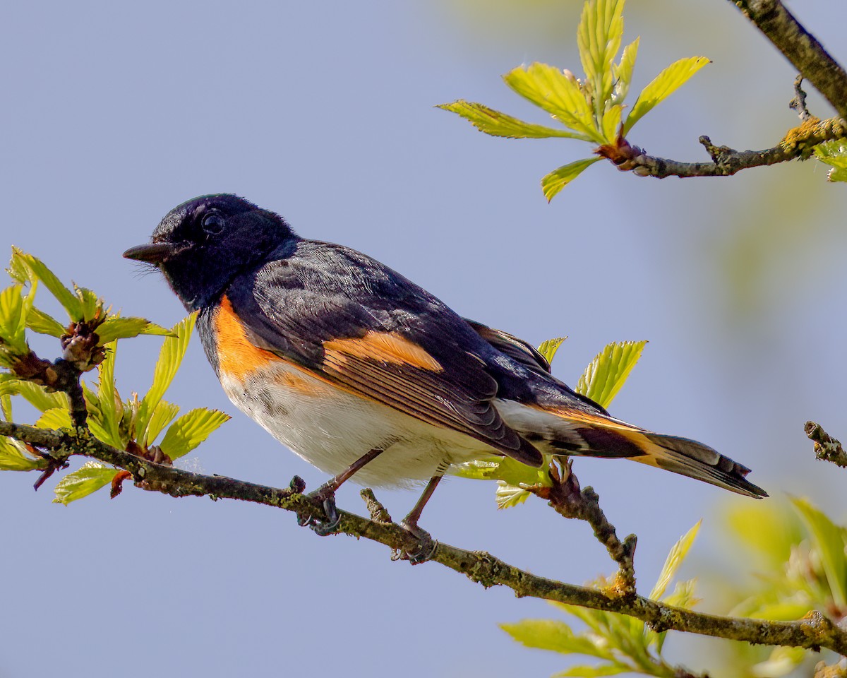 American Redstart - ML570828851