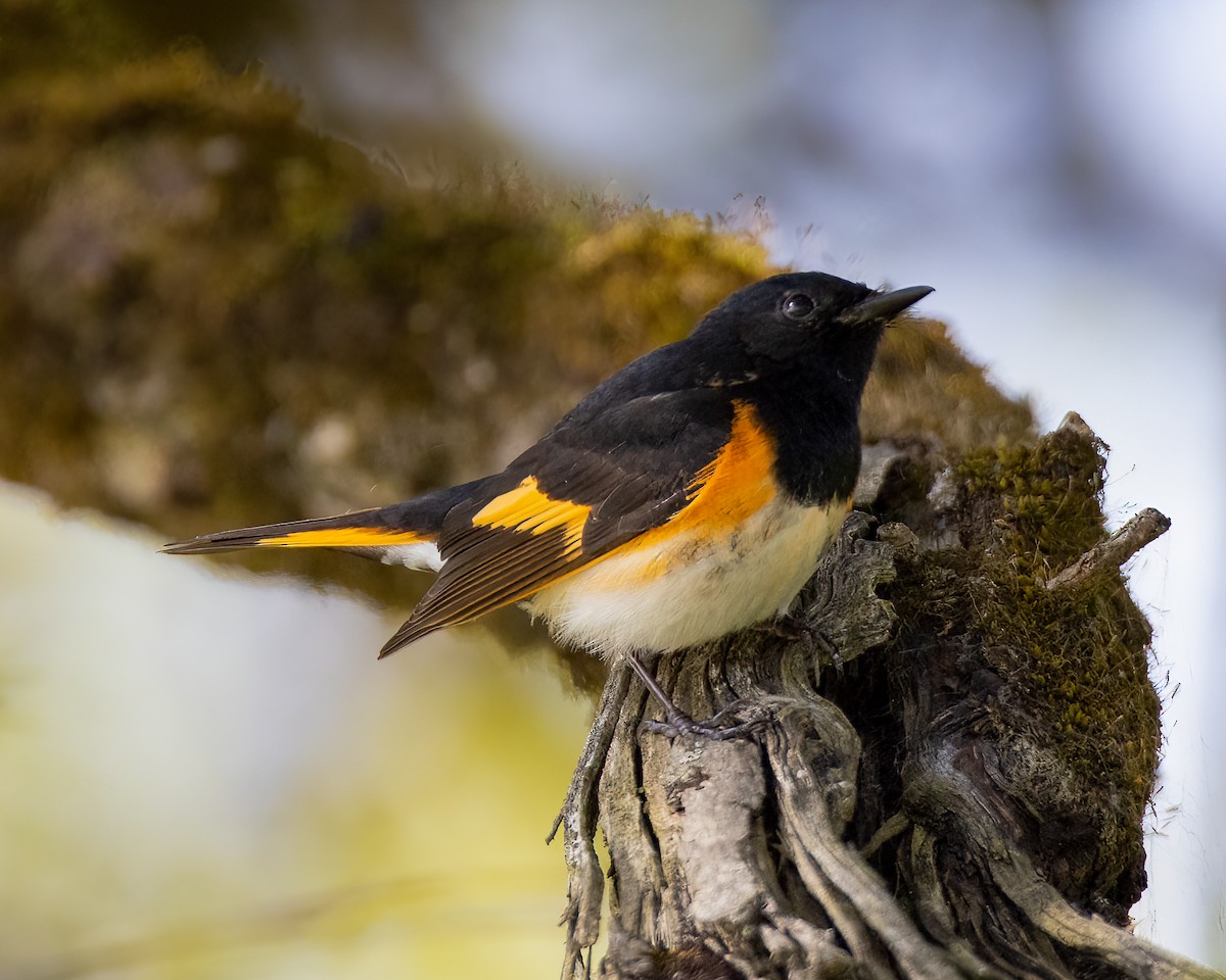 American Redstart - ML570828891