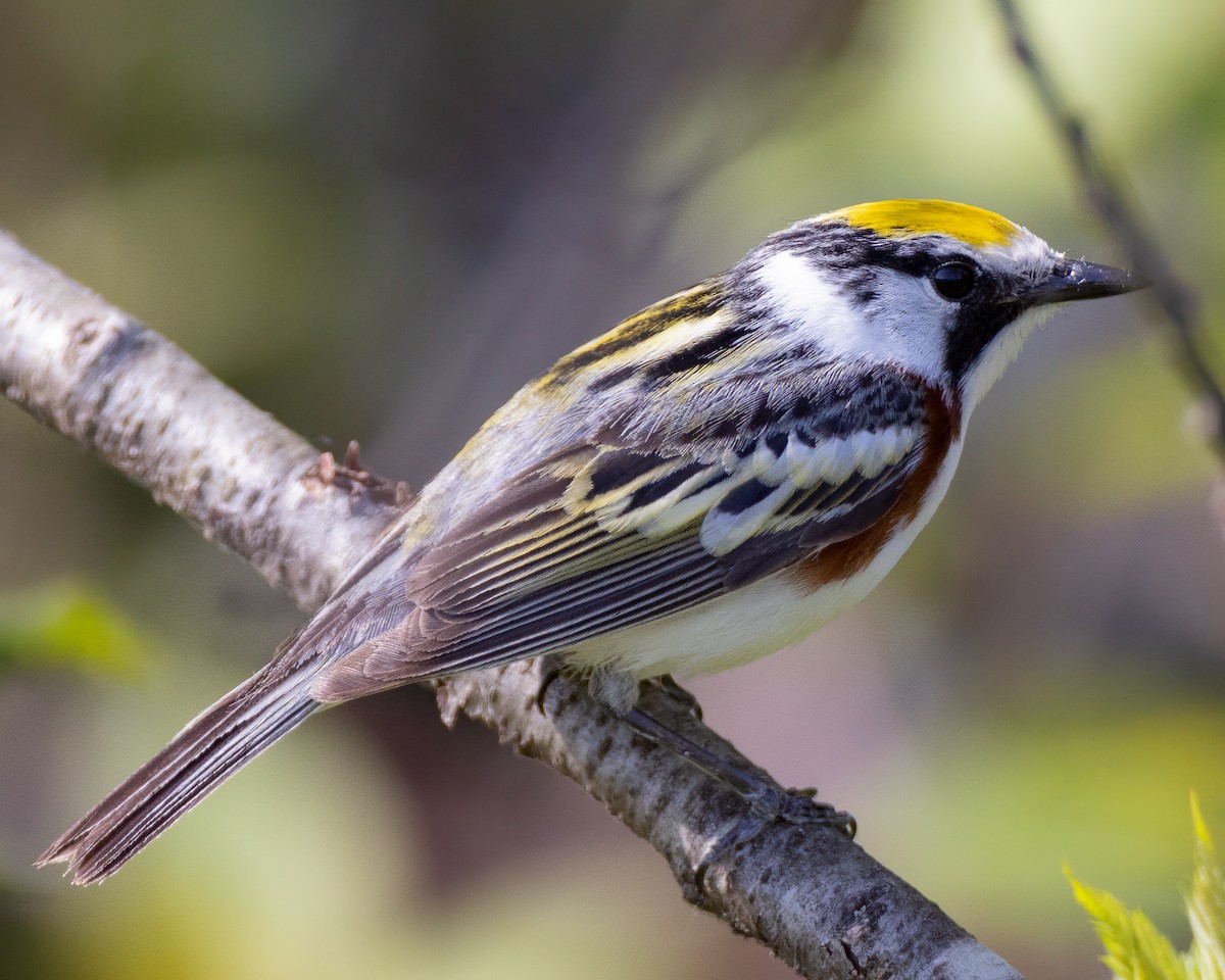 Chestnut-sided Warbler - ML570829101