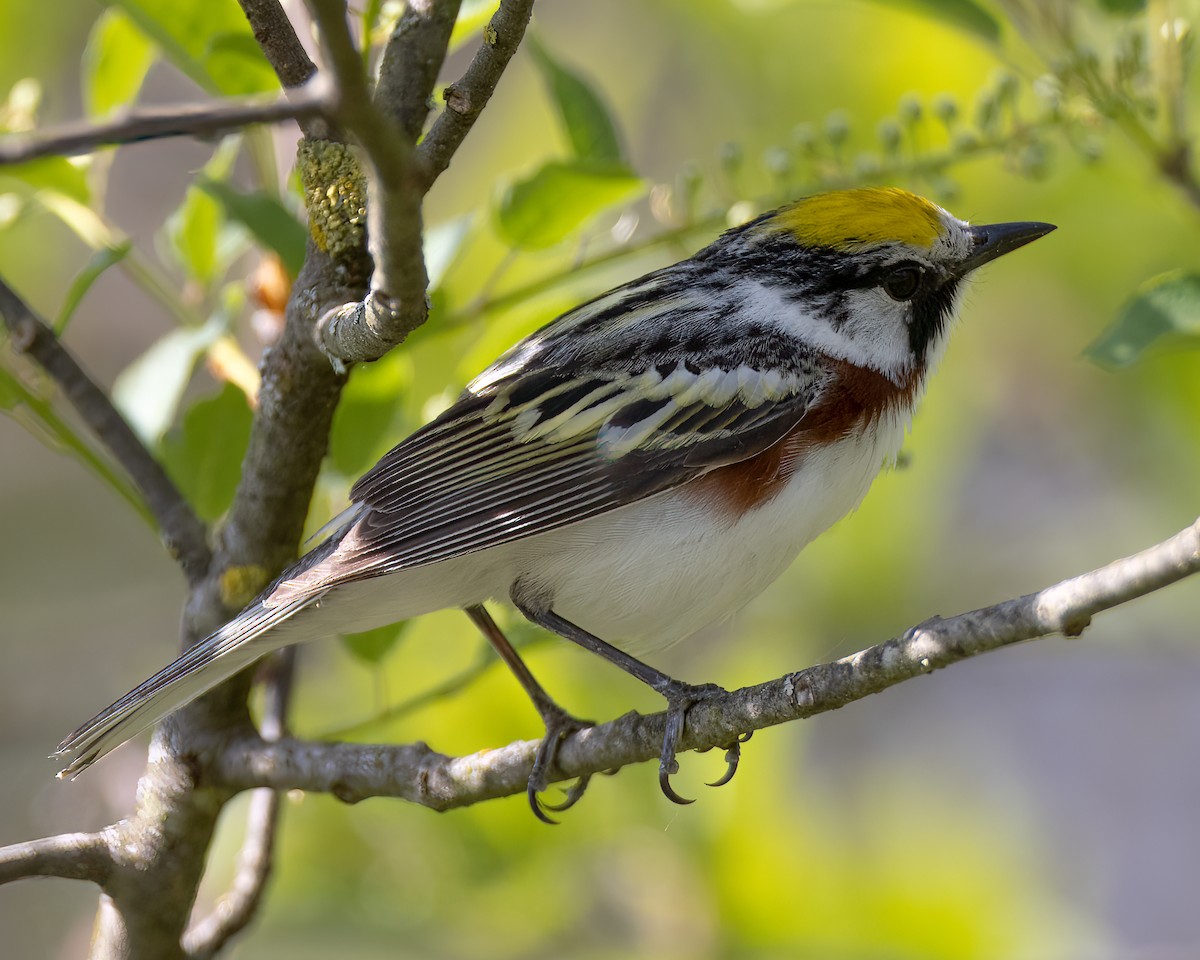 Chestnut-sided Warbler - ML570829121