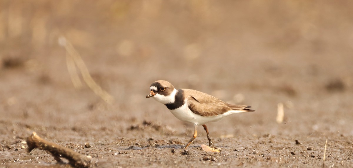 Semipalmated Plover - ML570830401