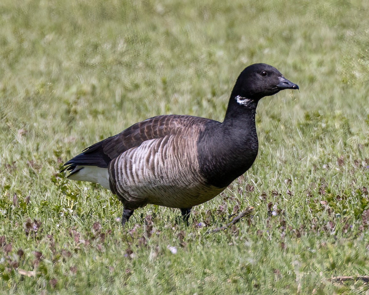 Branta musubeltza - ML570830821