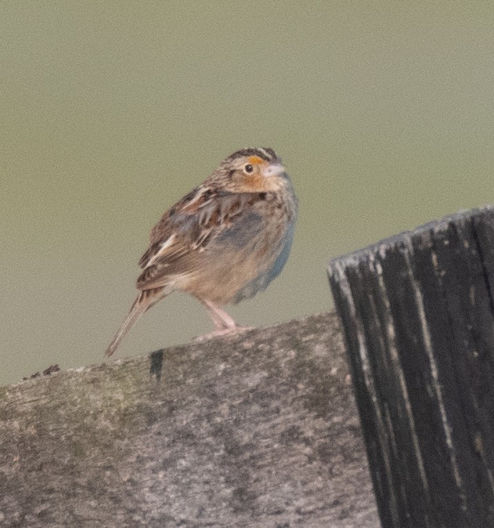 Grasshopper Sparrow - Dennis Utterback