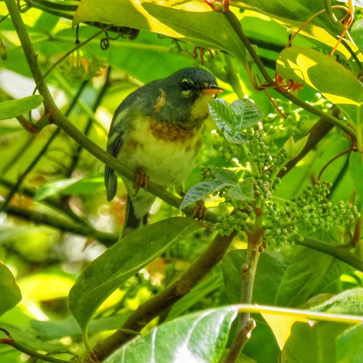 Northern Parula - ML570832971