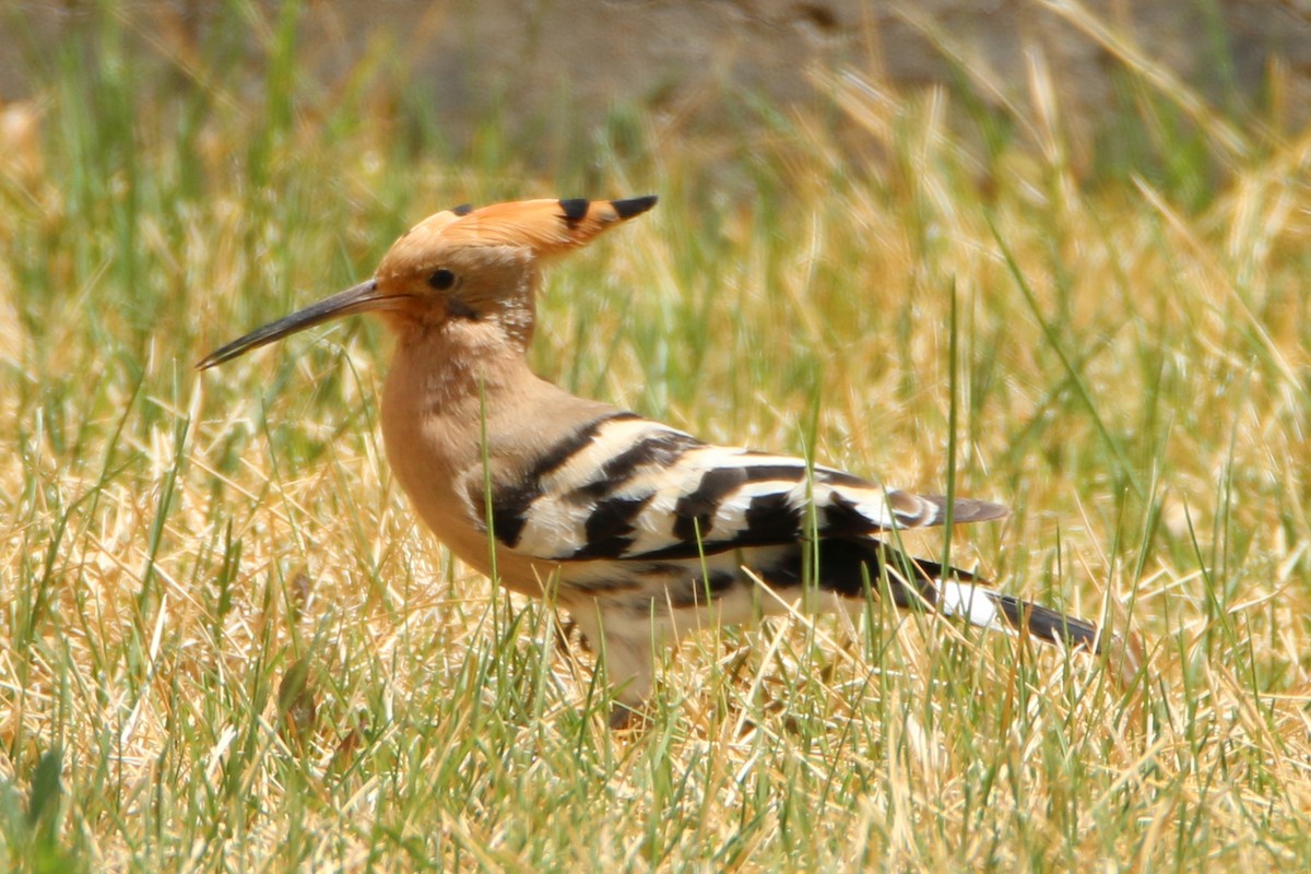 Eurasian Hoopoe - ML57083301