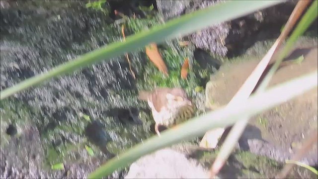 Northern Waterthrush - ML570833581