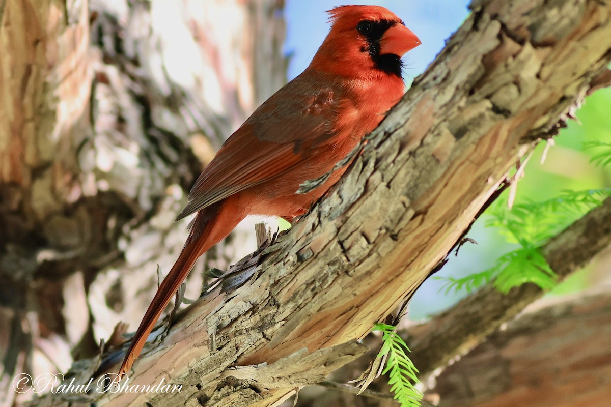 ML570834061 - Northern Cardinal - Macaulay Library
