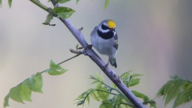 Goldflügel-Waldsänger - ML570835351