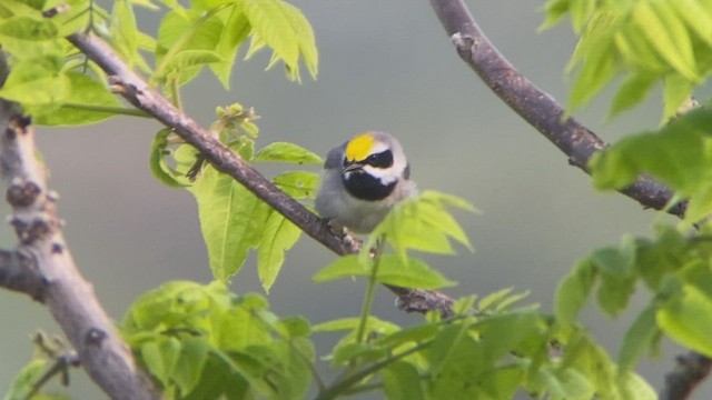 Golden-winged Warbler - ML570835381