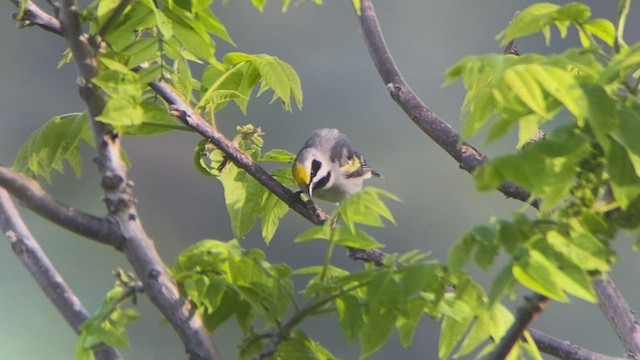 Goldflügel-Waldsänger - ML570835441