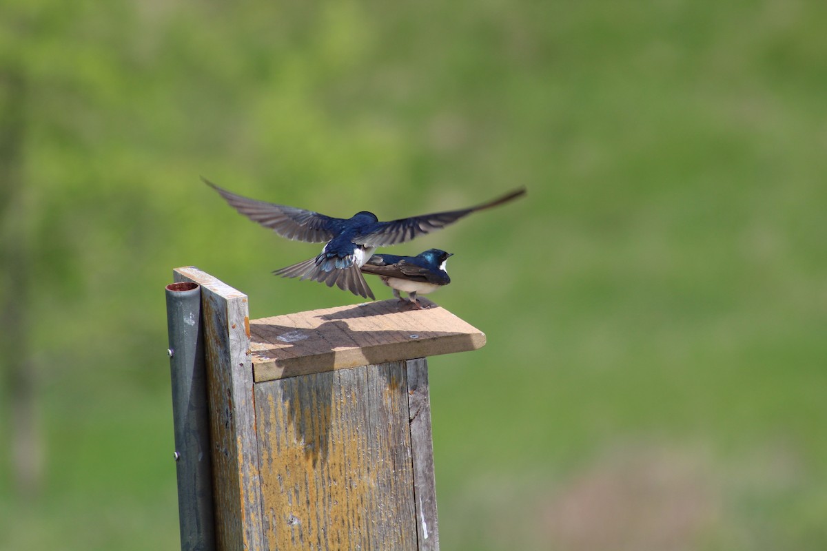 Tree Swallow - ML570835511