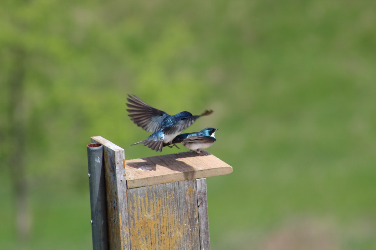 Tree Swallow - ML570835531