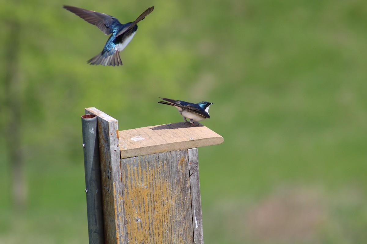 Tree Swallow - ML570835541