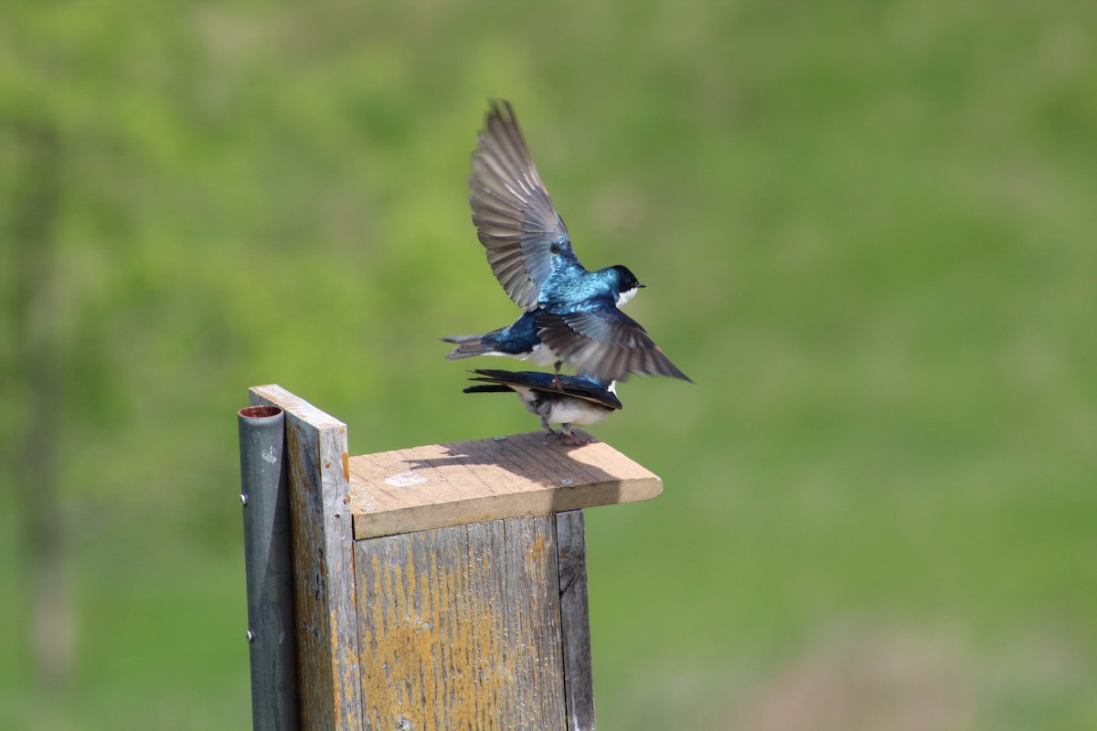 Tree Swallow - ML570835561