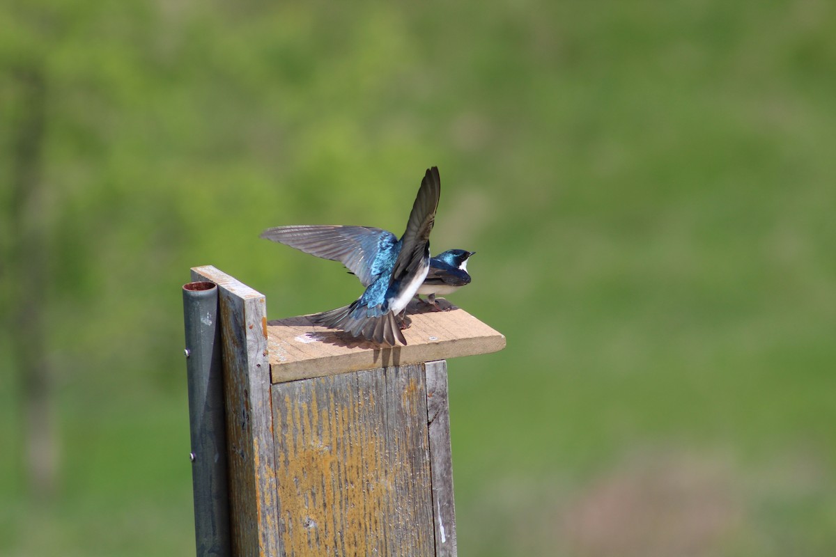 Tree Swallow - ML570835571