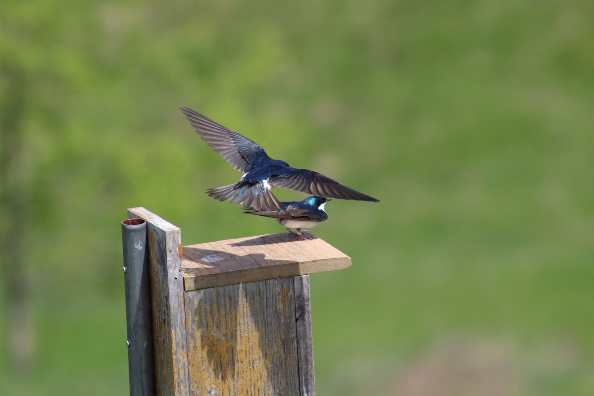 Tree Swallow - ML570835581