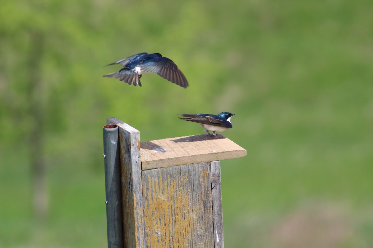 Tree Swallow - ML570835591