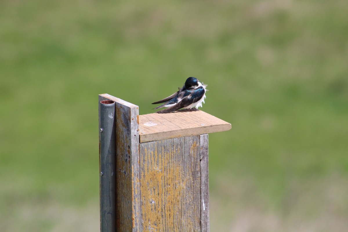 Tree Swallow - ML570835611