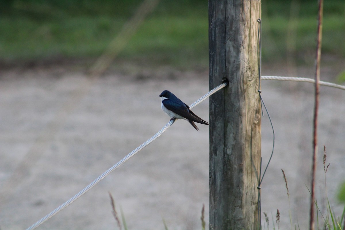 Tree Swallow - ML570835631