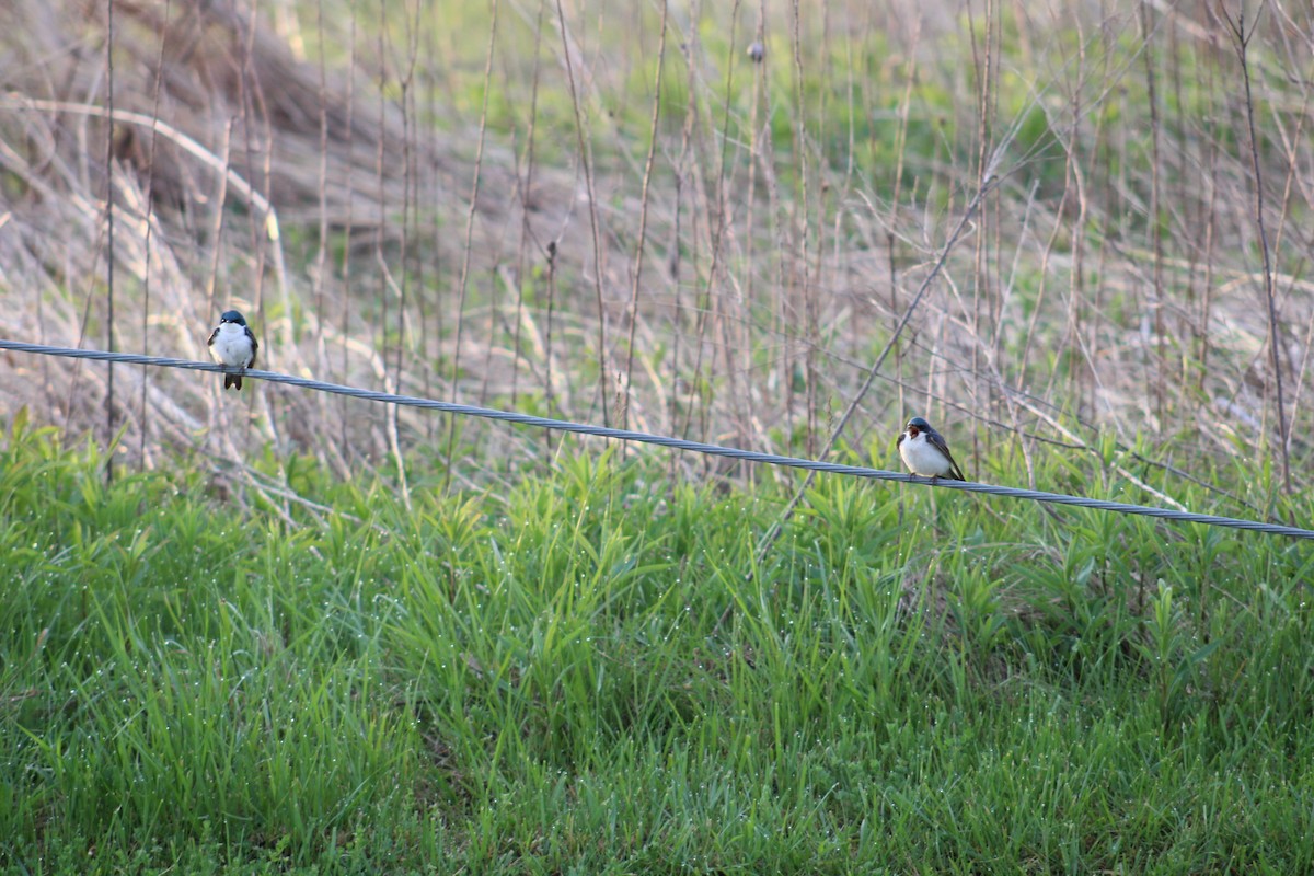 Tree Swallow - ML570835641