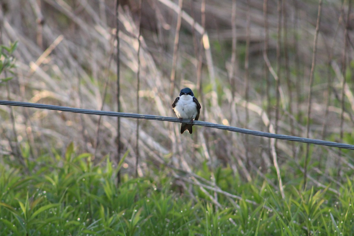 Tree Swallow - ML570835651