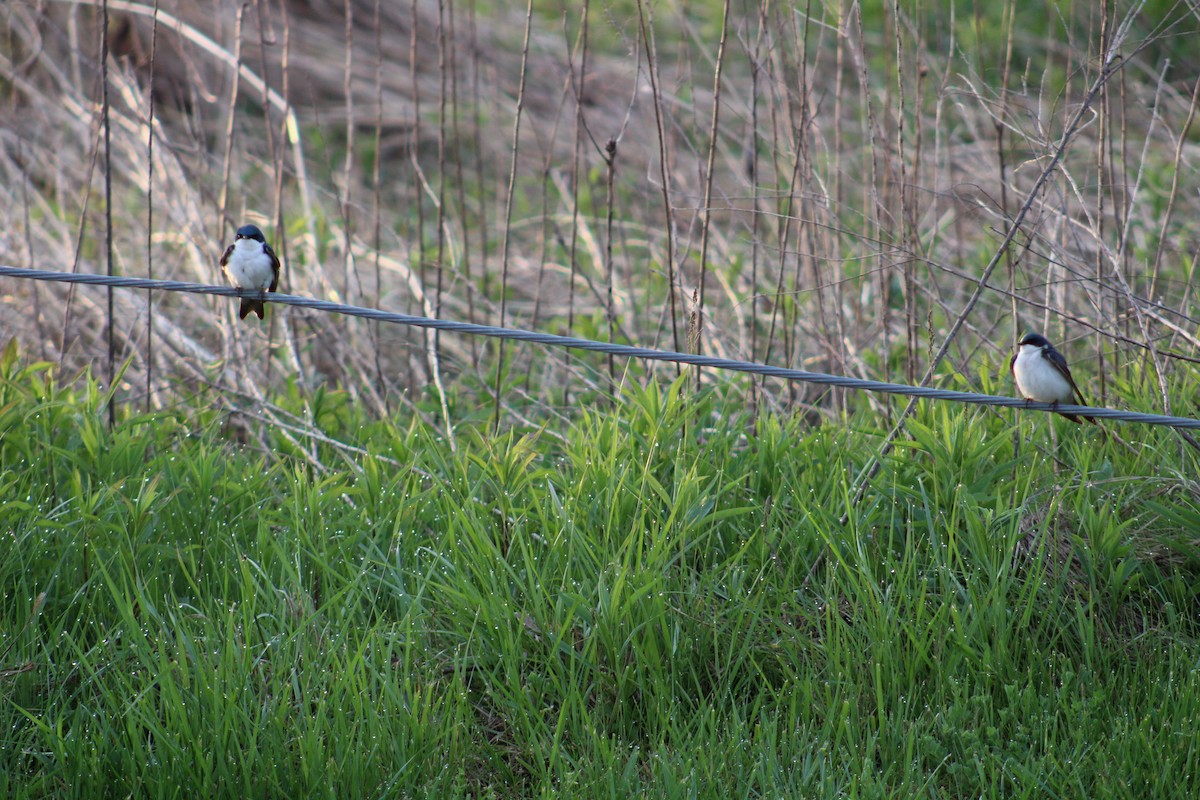 Tree Swallow - ML570835661