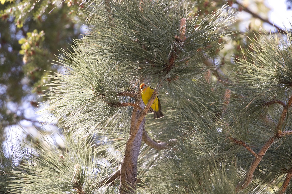 Western Tanager - Charles Hathcock