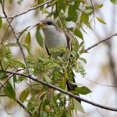 kukačka dešťová - ML570837021